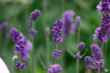 Obraz premium lavender flowers - close-up. A bouquet of fragrant flowers in lavender fields in French Provence near Valensole