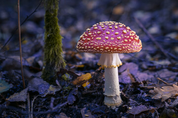 Fliegenpilze im Wald, Herbst