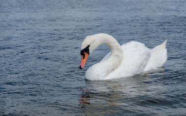 Schwan im Wasser