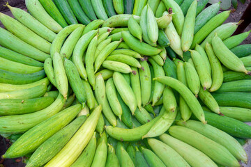 Fresh Sponge Gourd collected from the vegetable garden is being lined up for the market.