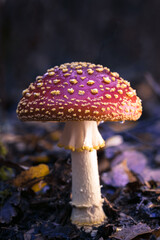 Fliegenpilze im Wald, Herbst