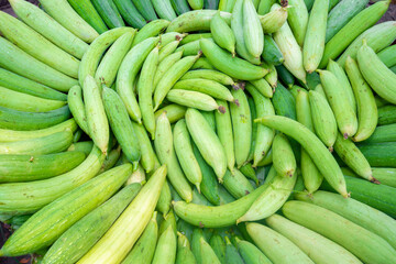 Fresh Sponge Gourd collected from the vegetable garden is being lined up for the market.