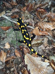salamander in wood