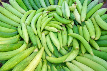 Fresh Sponge Gourd collected from the vegetable garden is being lined up for the market.