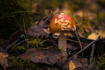 Fliegenpilze im Wald, Herbst