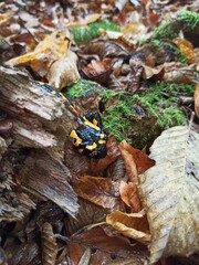 salamander