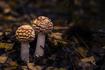 Fliegenpilze im Wald, Herbst