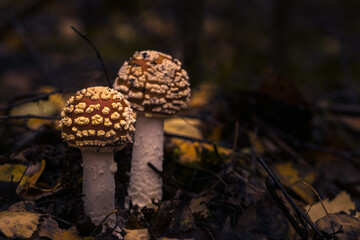 Fliegenpilze im Wald, Herbst