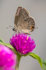 small butterfly perched on pink flowers