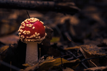 Fliegenpilze im Wald, Herbst