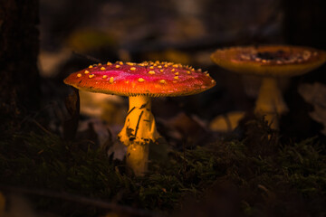 Fliegenpilze im Wald, Herbst