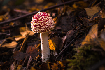Fliegenpilze im Wald, Herbst