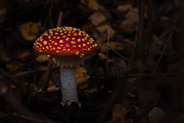 Fliegenpilze im Wald, Herbst