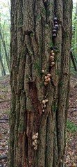 tree mushrooms
