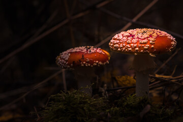 Fliegenpilze im Wald, Herbst