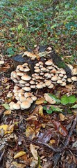 mushrooms