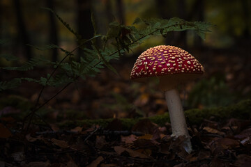 Fliegenpilze im Wald, Herbst