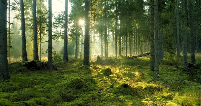 Magical misty forest in early foggy summer morning at sunrise dolly shot