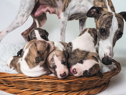 Female whippet with her litter of puppies in basket