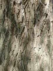 the bark of the willow tree in Sunny day closeup. willow tree bark texture