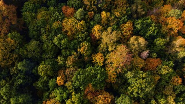 Beautiffull Autumn drone fly over the trees and fields