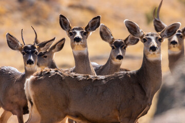 Mule Deer in the Pike National Forest of Colorado