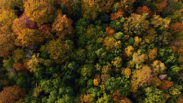 Beautiffull Autumn drone fly over the trees and fields