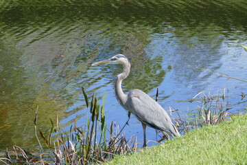 egret or heron look for food in a pond