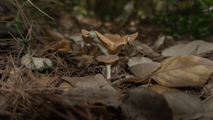 mushroom in the forest