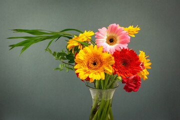 A bunch of barberton daisy colorful flowers in a vase on green background