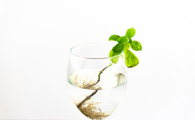Basil with roots in water in wine galss. Many roots in water. new life concept. plant growing. Hope. text space.