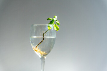 Basil with roots in water in wine galss. Many roots in water. new life concept. plant growing. Hope. text space.