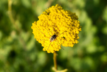 Spider on golden yarrow.