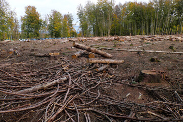 Abgeholzter Wald an Wanderparkplatz am Köppel im Westerwald bei Ransbach-Baumbach in Rheinland-Pfalz im Oktober 2020 - Stockfoto