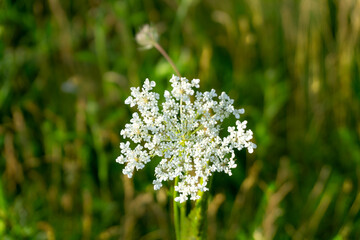 Daucus carota - wild carrot flower