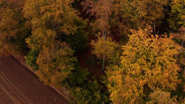 Beautiffull Autumn drone fly over the trees and fields