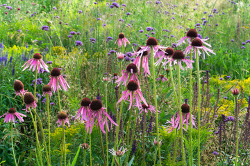 Echinacea pallida, or commonly called Pale Purple Coneflower, in bloom in the summer months