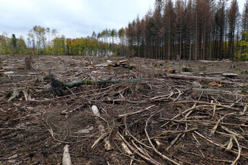 Deforested woodland in times of climate change and forest dieback - Stockphoto