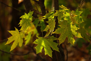 Autumn maple tree with big green yellow leaves in sunny forest