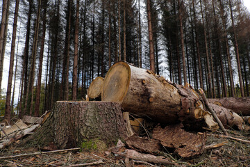 Fototapeta premium Baumstumpf und Baumstämme in abgeholztem Wald und vertrocknete Bäume im Hintergrund - Stockfoto