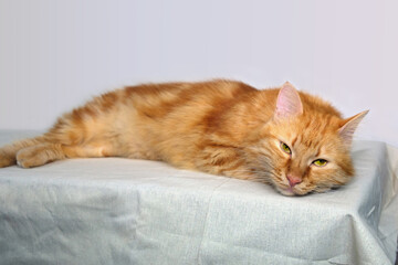 A red cat is laying and relaxing  on the table with white tablecloth