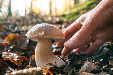 Collection of boletus edulis. A hand picks a mushroom in the forest in autumn