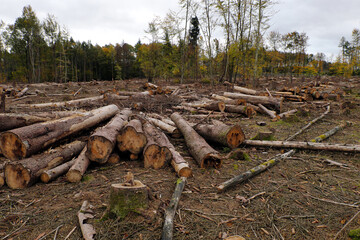 Baumstämme in abgeholztem Wald zum Abtransport ins Sägewerk im Oktober 2020 in Deutschland in Zeiten von Klimawandel und Erderwärmung - Stockfoto