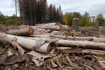 Tree trunks in deforested woodland disposed to wood-working industry in times of climate change and global warming - Stockphoto