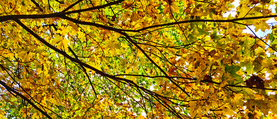 JESIENNE LIŚCIE, TŁO