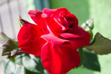 Red rose in a garden in Brazil