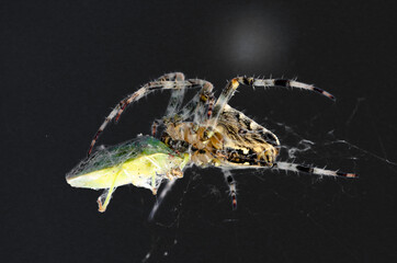 Close up of a spider attacking a bug in her web with a dark black background