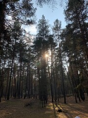 morning in the woods