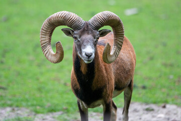 European mouflon (in german Europäischer Mufflon) Ovis gmelini musimon, Ovis orientalis musimon,...