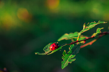 ladybird on a leaf